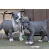 American Pit Bull Terrier Welpen mit ADB
