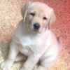 we-have-chunky-golden-labrador-puppies-for-sale-5c83b474c57f9 - Copy - Copy
