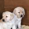 we-have-chunky-golden-labrador-puppies-for-sale-5c83b5c9bf099 - Copy