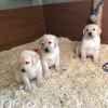 we-have-chunky-golden-labrador-puppies-for-sale-5c83b5d48ed8d