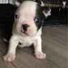 kc-boston-terriers-for-sale-5c30c16501f3c