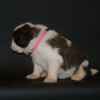 beautiful-st-bernards-puppies-for-sale-5f51465d4a6aa