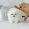 teacup-pomeranian-mini-boo-puppies-pure-white-2-left-oc2o_5c5eef363a103_0