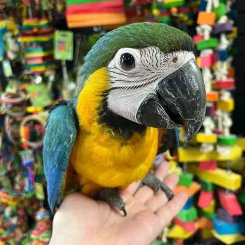 Ara-Papageien zur Lieferung verfügbar