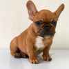 Französische Bulldogge Welpen zur Adopti