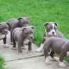 Liebevolles American Blue-Line Pit Bull 